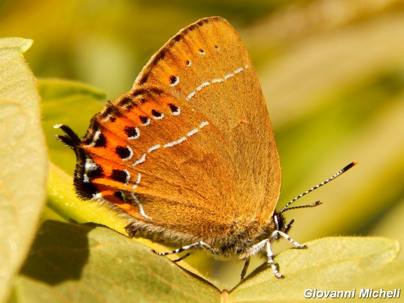 Satyrium pruni